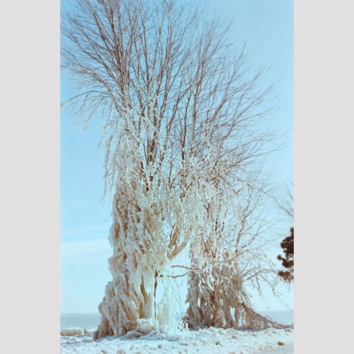 winter frozen tree sculptural